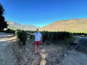 Tim Morgan Sommelier, the VInomad, wine editorial and magazine