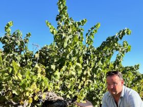 tim Morgan Sommelier, the VInomad, wine editorial and magazine